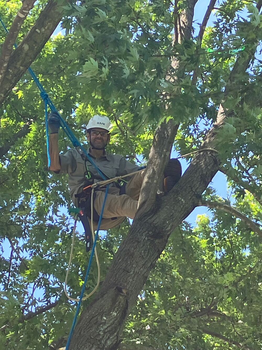 Karl on rope and saddle, working in the canopy of a large tree